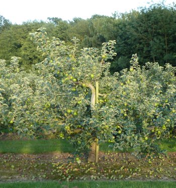 Bramley crops at Northiam Farm are excellent for the 2012 season.